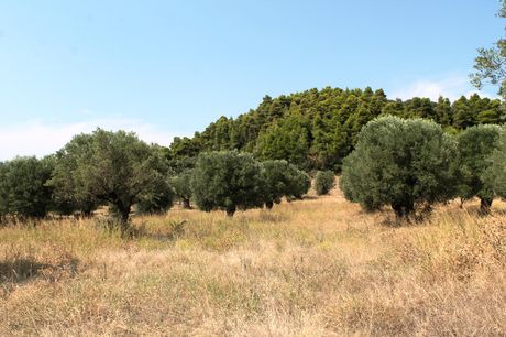 Land plot 5.000sqm for sale-Kassandra » Fourka