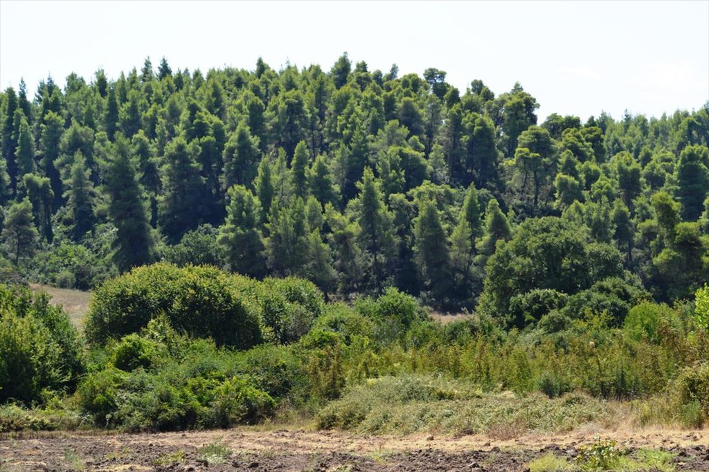 Οικόπεδο 4.200 τ.μ. προς πώληση, Ελάνη