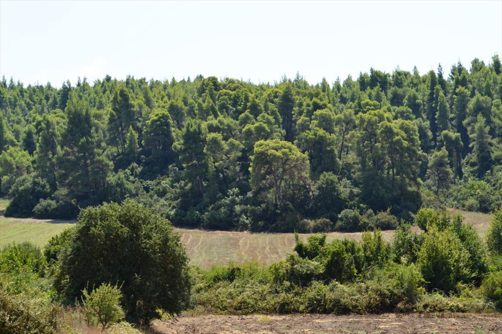 Οικόπεδο 4.200 τ.μ. προς πώληση, Ελάνη