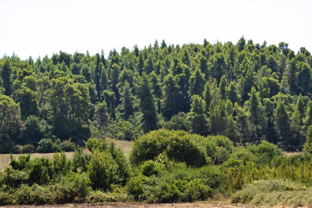Οικόπεδο 4.200 τ.μ. προς πώληση, Ελάνη