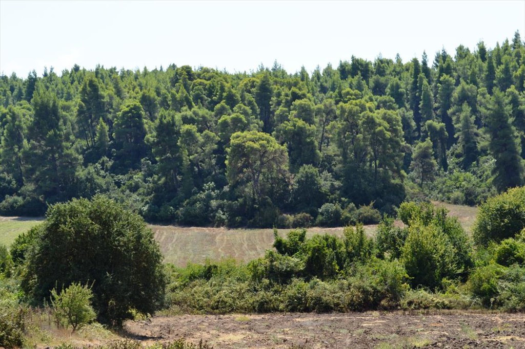 Οικόπεδο 4.200 τ.μ. προς πώληση, Ελάνη