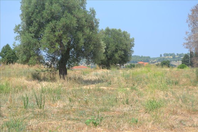 Land plot 15.500 sqm for sale, Chalkidiki, Kassandra