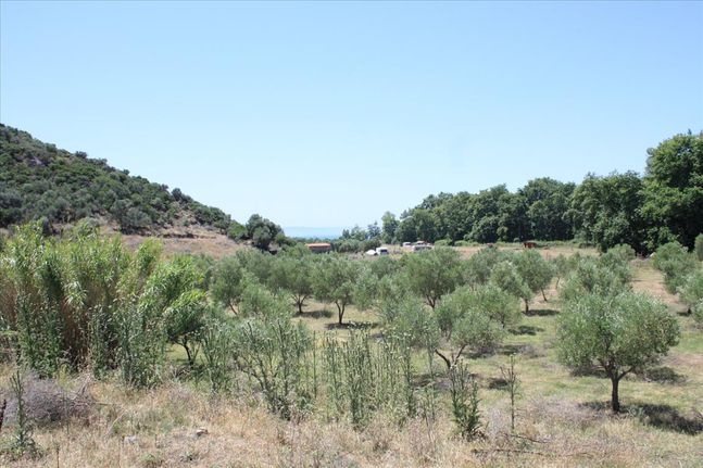 Land plot 8.000 sqm for sale, Chalkidiki, Toroni
