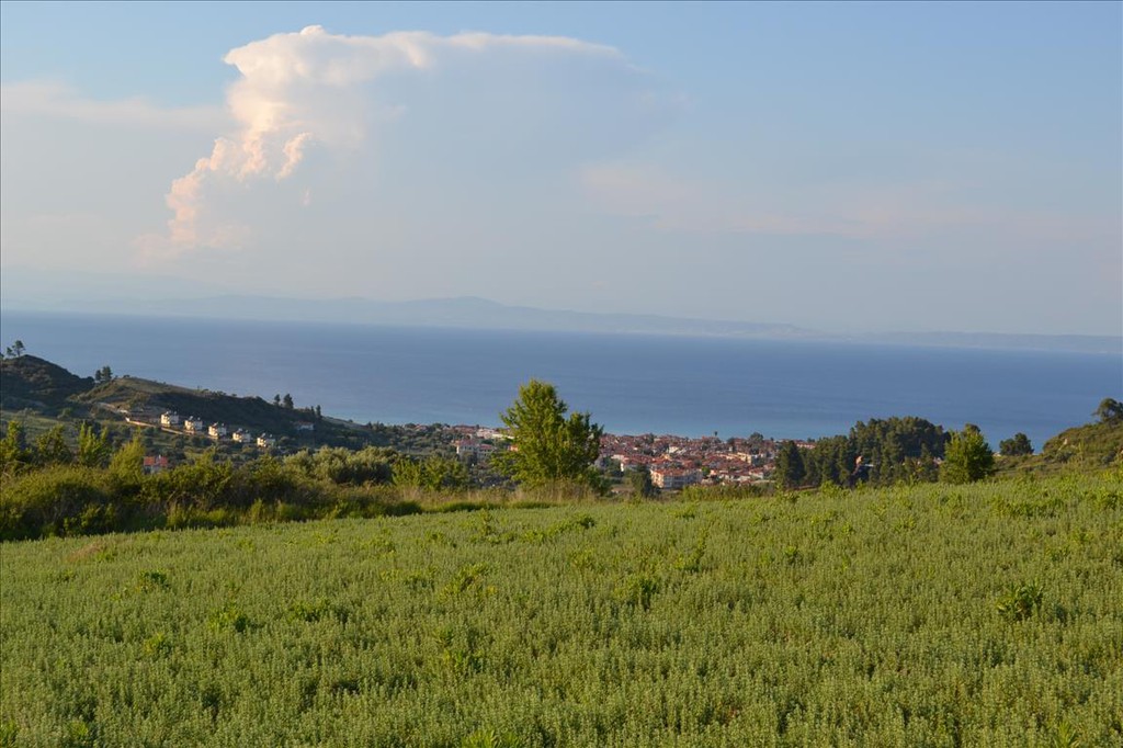 Οικόπεδο 15.400 τ.μ. προς πώληση, Πευκοχώρι