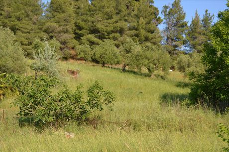 Land plot 2.300sqm for sale-Kassandra » Kallithea