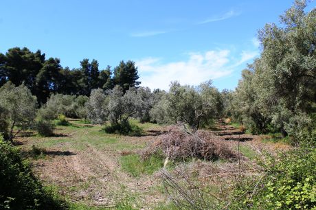 Land plot 10.181sqm for sale-Kassandra » Kassandreia