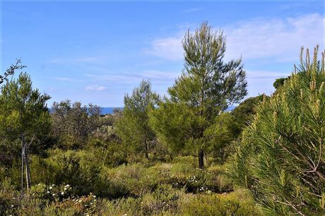 Οικόπεδο 12.000 τ.μ. για πώληση