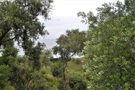 Οικόπεδο 5.000 τ.μ. για πώληση