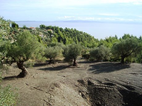 Land plot 1.000sqm for sale-Sithonia » Salonikiou