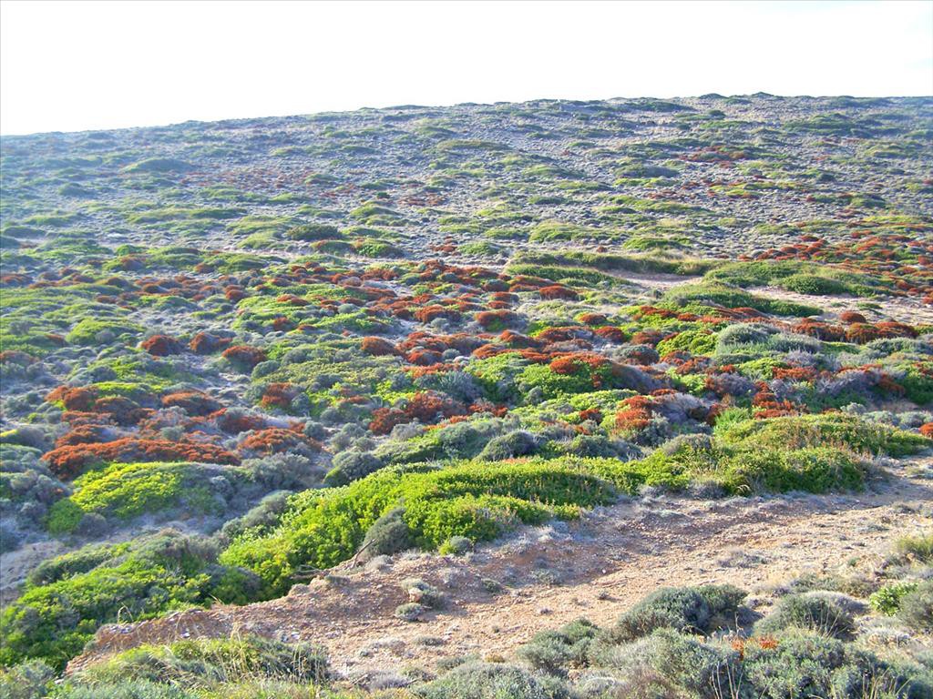 Οικόπεδο 186.000 τ.μ. προς πώληση, Κουμελάς