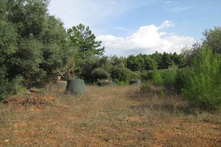 Οικόπεδο 2.000 τ.μ. προς πώληση, Μετόχι Ορμύλιας-thumb-3
