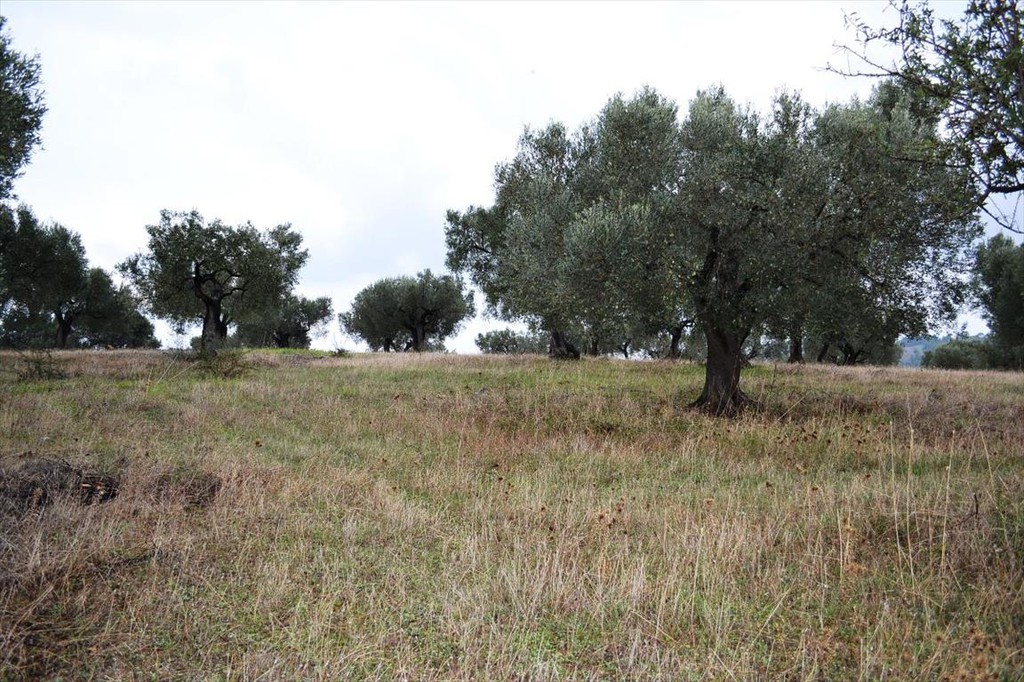 Οικόπεδο 4.200 τ.μ. προς πώληση, Παλιούρι Παλλήνης