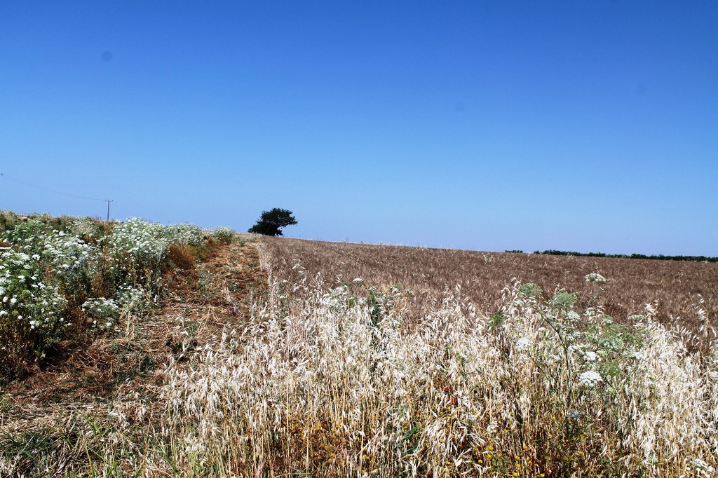 Οικόπεδο 5.250 τ.μ. προς πώληση, Πετράλωνα Τρίγλιας