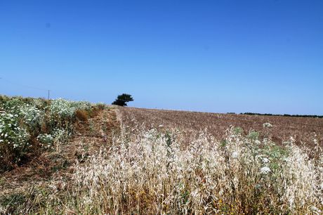 Οικόπεδο 5.250τ.μ. για πώληση-Τριγλία » Πετράλωνα