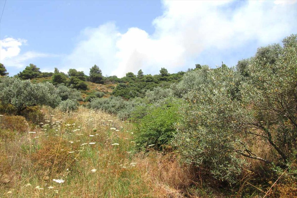 Οικόπεδο 10.500 τ.μ. προς πώληση, Κουμίτσα