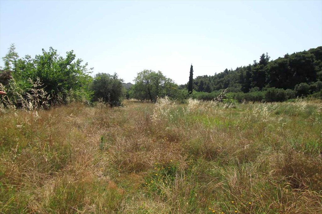 Οικόπεδο 6.533 τ.μ. προς πώληση, Άγιος Αθανάσιος Σιθωνίας
