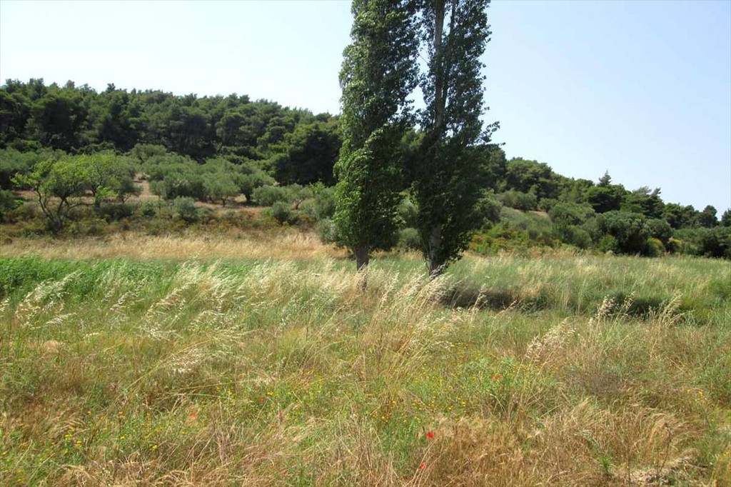 Οικόπεδο 6.533 τ.μ. προς πώληση, Άγιος Αθανάσιος Σιθωνίας