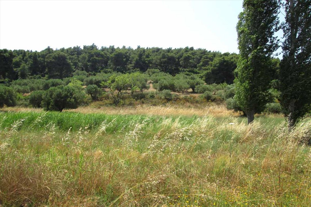 Οικόπεδο 6.533 τ.μ. προς πώληση, Άγιος Αθανάσιος Σιθωνίας