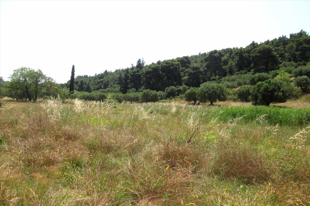 Οικόπεδο 6.533 τ.μ. προς πώληση, Άγιος Αθανάσιος Σιθωνίας