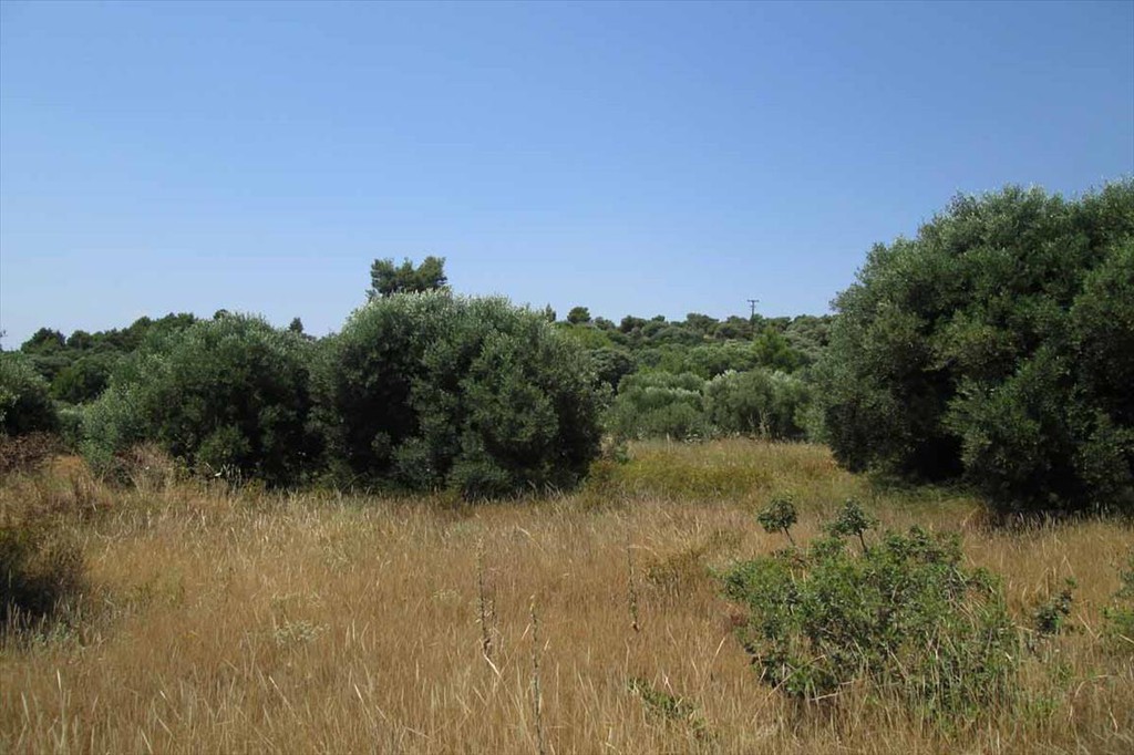 Οικόπεδο 7.125 τ.μ. προς πώληση, Αγία Κυριακή Σιθωνίας