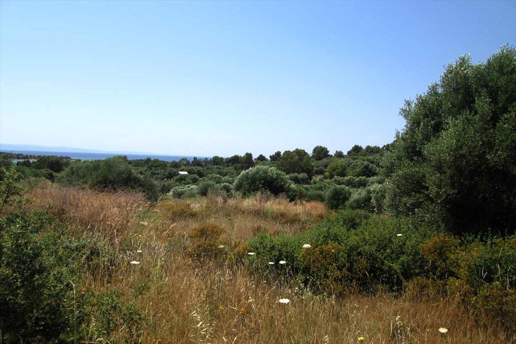 Οικόπεδο 7.125 τ.μ. προς πώληση, Αγία Κυριακή Σιθωνίας