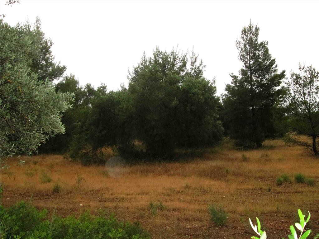 Οικόπεδο 54.096 τ.μ. προς πώληση, Κέντρο Σιθωνίας