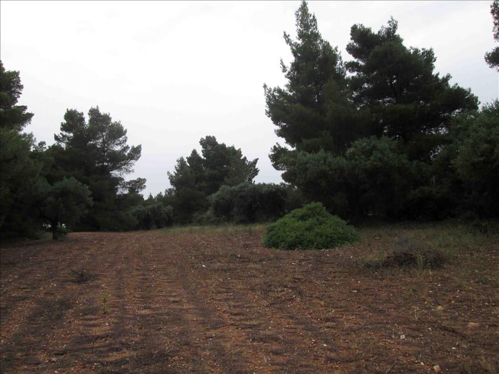 Οικόπεδο 54.096 τ.μ. προς πώληση, Κέντρο Σιθωνίας