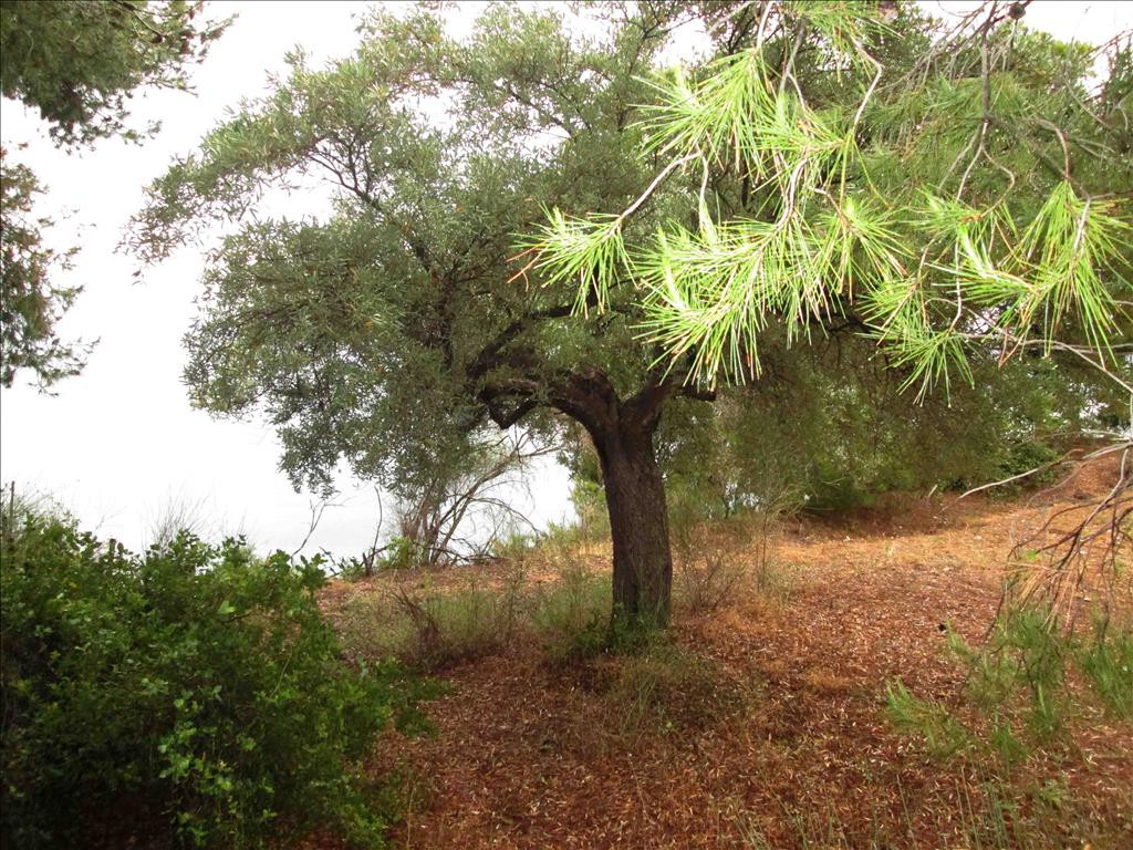 Οικόπεδο 54.096 τ.μ. προς πώληση, Κέντρο Σιθωνίας