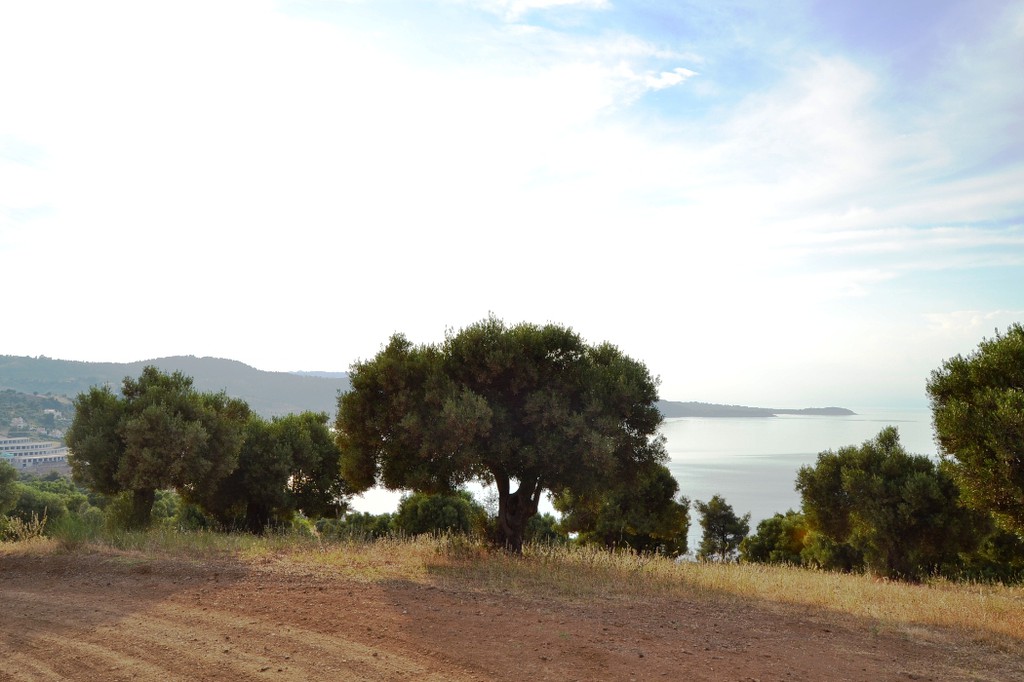 Οικόπεδο 19.000 τ.μ. προς πώληση, Παλιούρι Παλλήνης