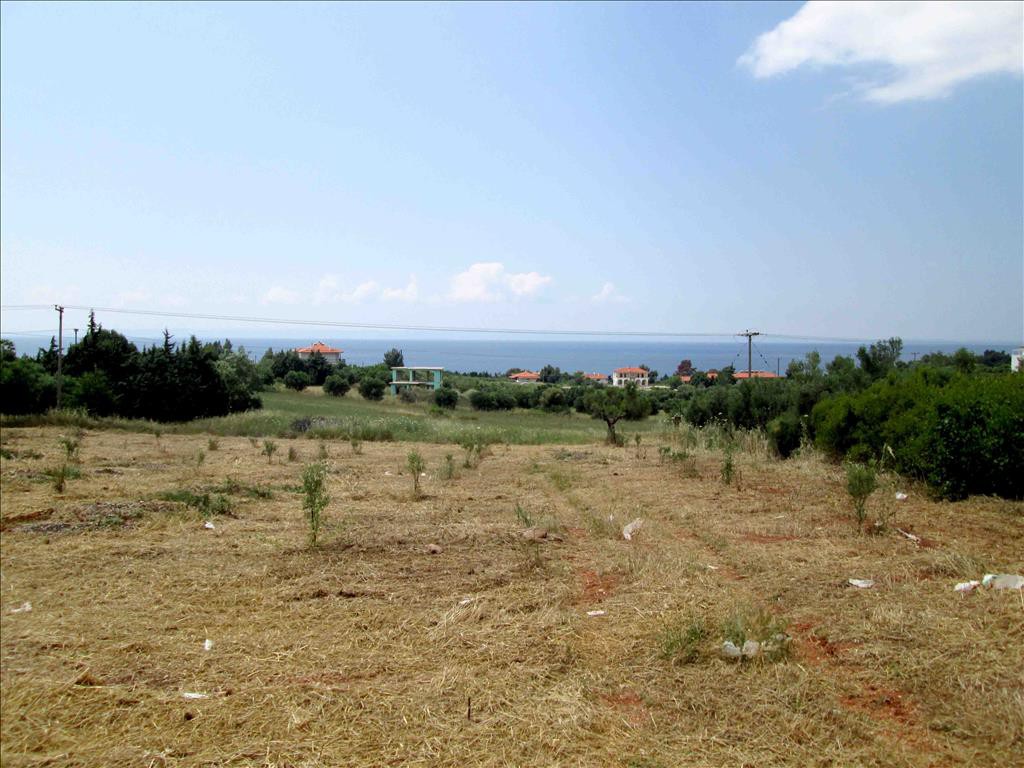 Οικόπεδο 6.534 τ.μ. προς πώληση, Άγιος Νικόλαος Σιθωνίας