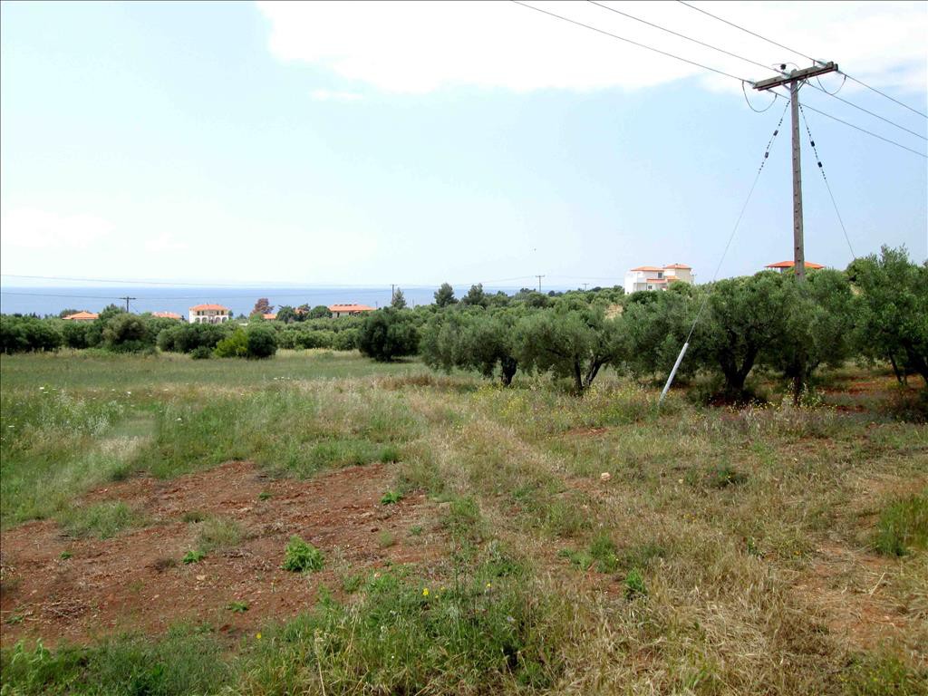 Οικόπεδο 6.534 τ.μ. προς πώληση, Άγιος Νικόλαος Σιθωνίας