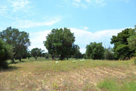 Land plot 11.500sqm for sale-Kassandra » Kassandreia