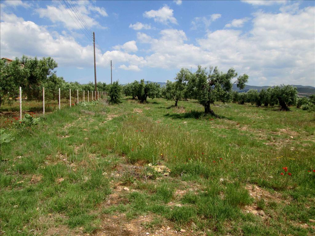 Οικόπεδο 5.338 τ.μ. προς πώληση, Γερακινή