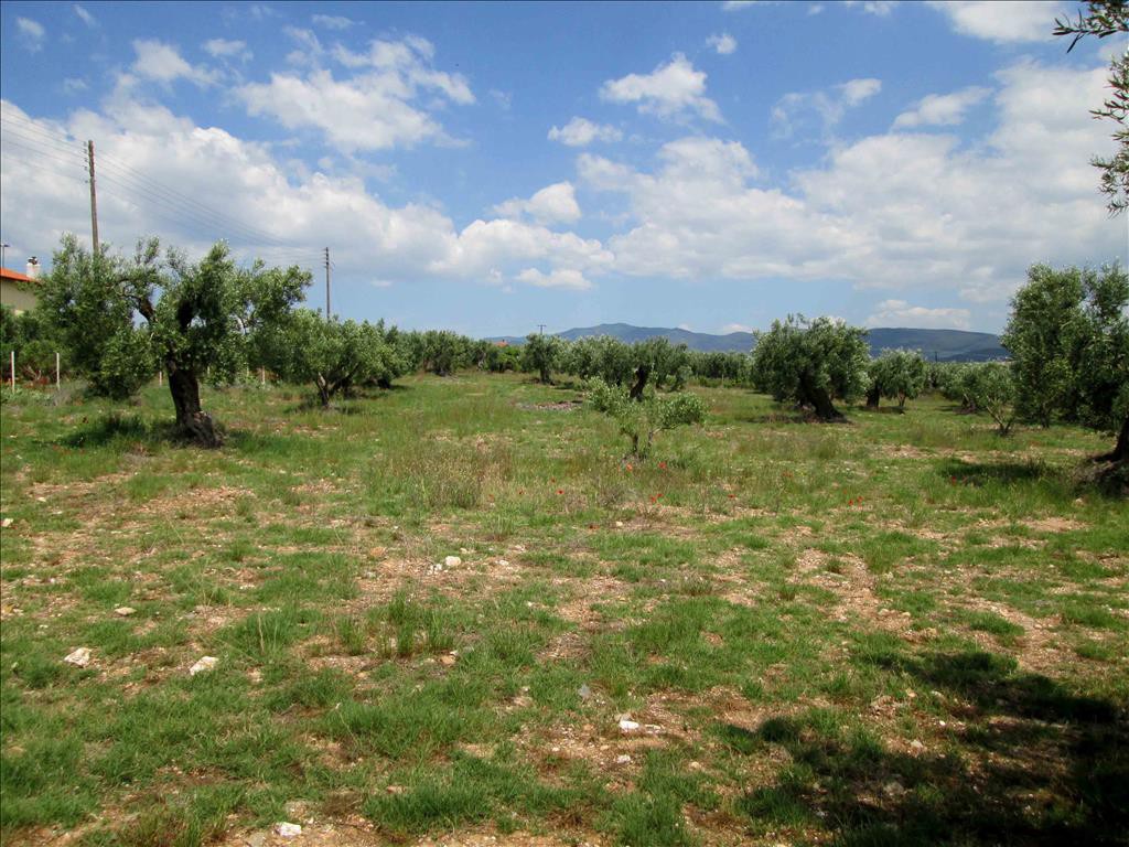 Οικόπεδο 5.338 τ.μ. προς πώληση, Γερακινή