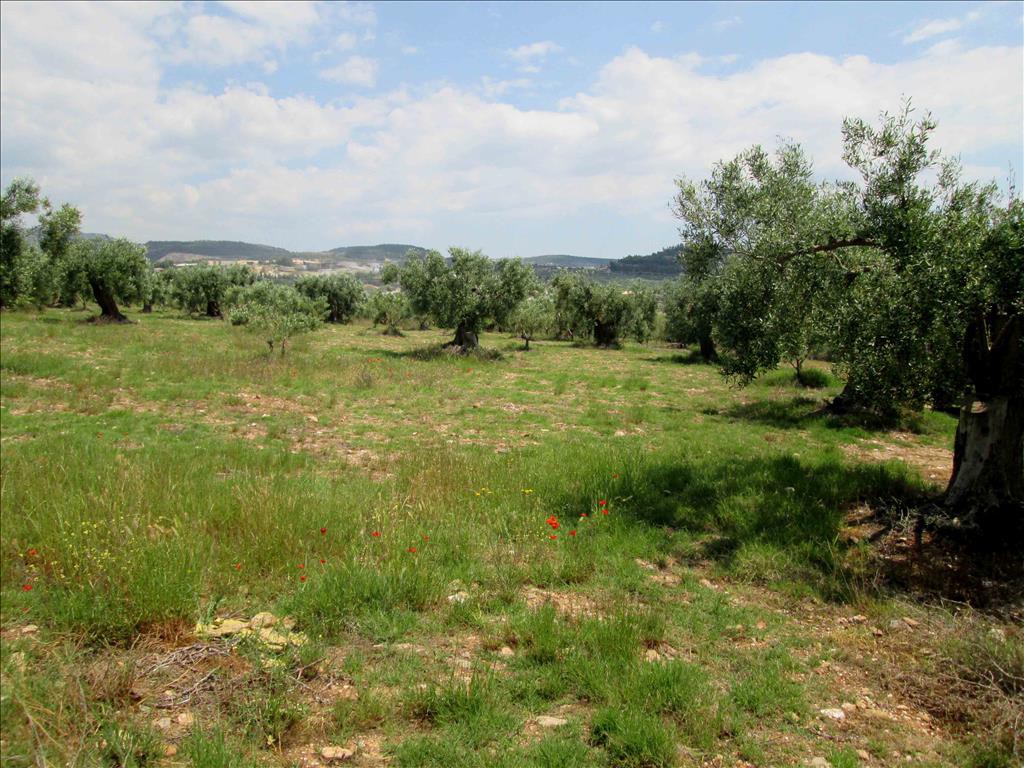 Οικόπεδο 5.338 τ.μ. προς πώληση, Γερακινή