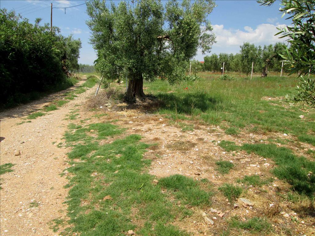Οικόπεδο 5.338 τ.μ. προς πώληση, Γερακινή