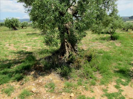 Land plot 5.338sqm for sale-Poligiros » Gerakini