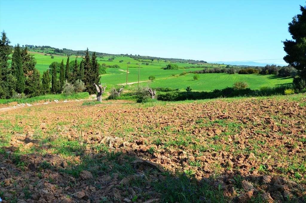 Οικόπεδο 4.000 τ.μ. προς πώληση, Κασσάνδρεια