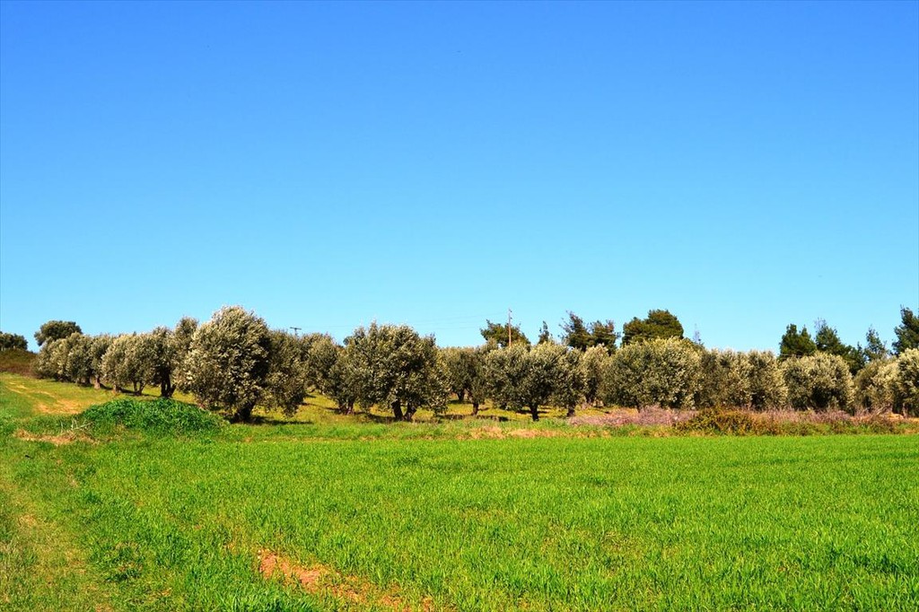 Οικόπεδο 10.800 τ.μ. προς πώληση, Καλλιθέα Κασσάνδρας