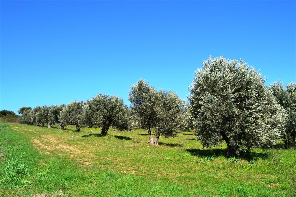 Οικόπεδο 10.800 τ.μ. προς πώληση, Καλλιθέα Κασσάνδρας