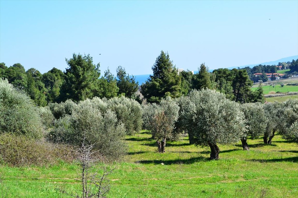 Οικόπεδο 10.800 τ.μ. προς πώληση, Καλλιθέα Κασσάνδρας