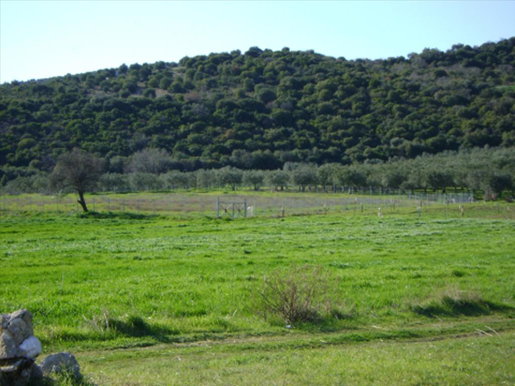 Οικόπεδο 6.000 τ.μ. προς πώληση, Δεβελίκι