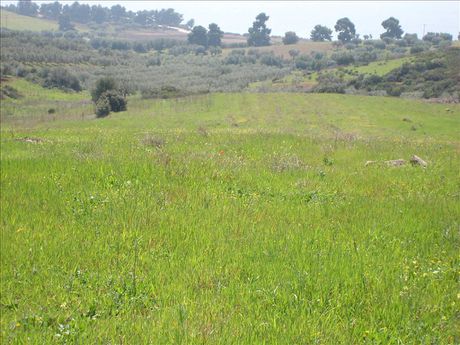 Land plot 4.500sqm for sale-Ormilia » Metochi