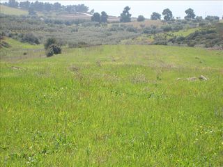 Οικόπεδο 4.500 τ.μ. για πώληση
