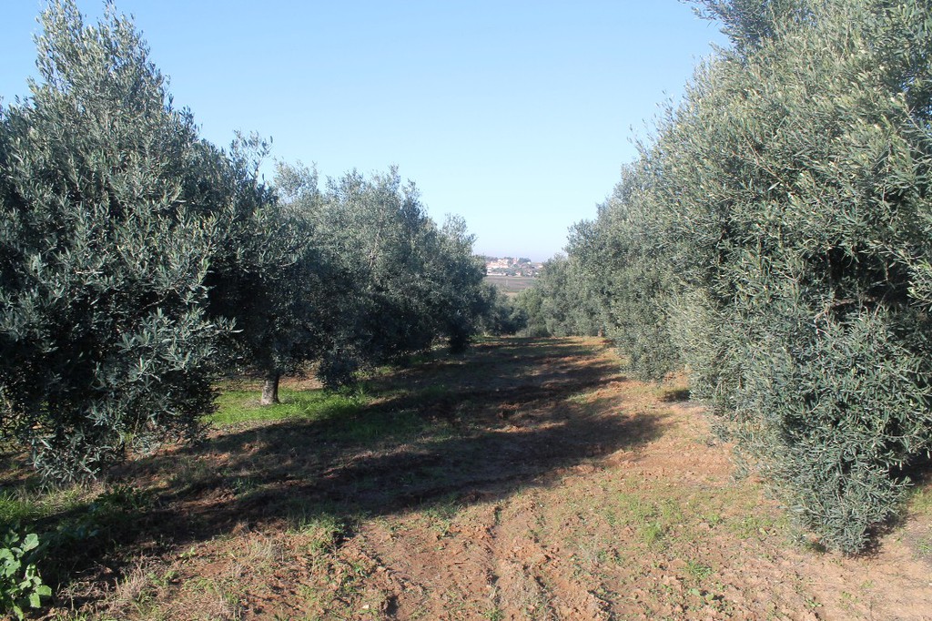 Οικόπεδο 6.300 τ.μ. προς πώληση, Διονυσίου