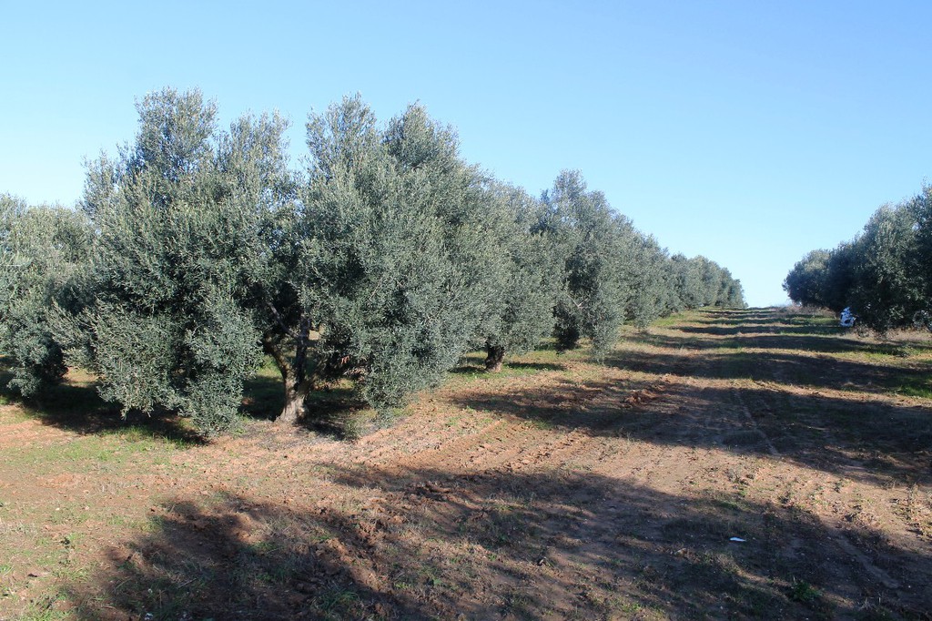 Οικόπεδο 6.300 τ.μ. προς πώληση, Διονυσίου