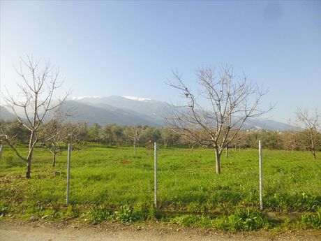 Land plot 10.000sqm for sale-Easts Olimpos » Paralia Skotinas