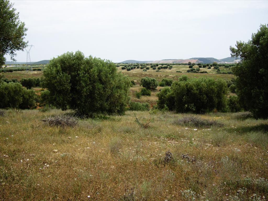 Οικόπεδο 59.063 τ.μ. προς πώληση, Κέντρο Πολυγύρου