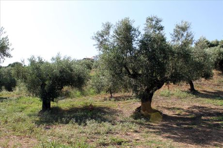 Land plot 2.500sqm for sale-Sithonia » Ormos Panagias