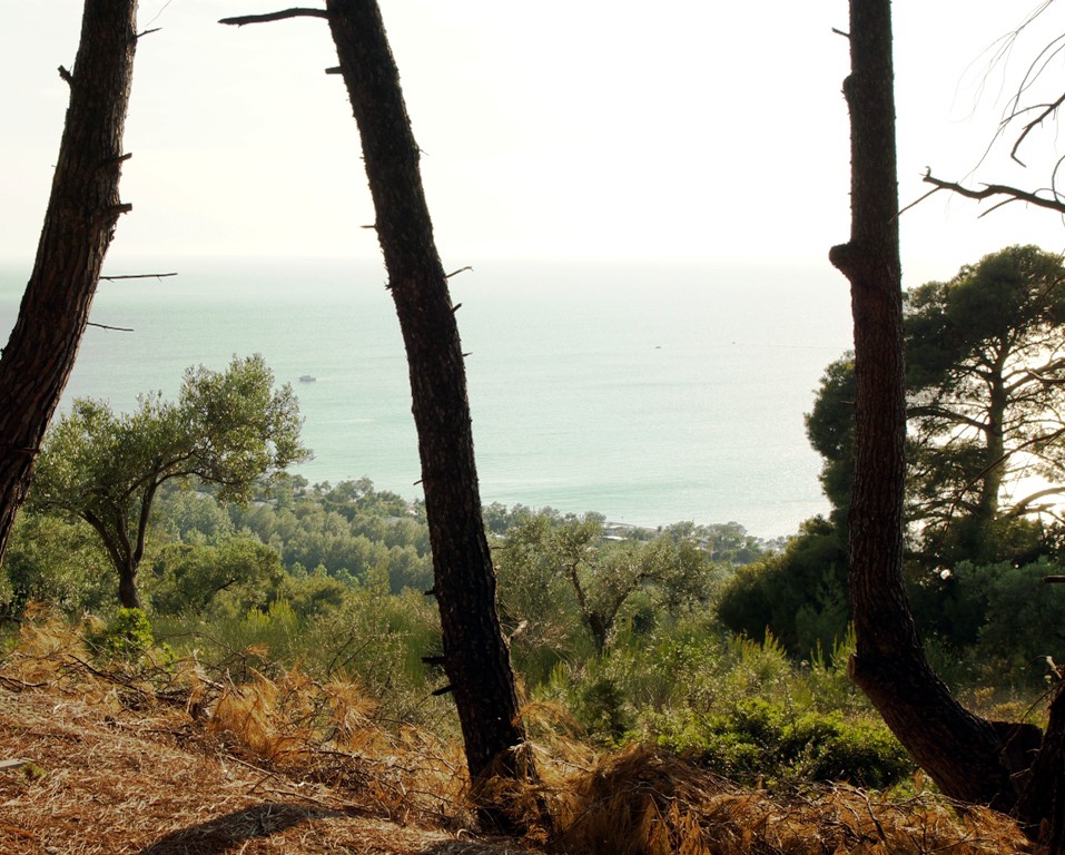 Οικόπεδο 7.700 τ.μ. προς πώληση, Ποσείδι